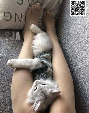 玫瑰之战免费全集在线观看完整版